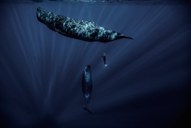 photographie sous-marine