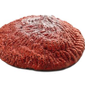 Strawberry 1