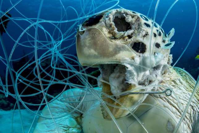 La victime © Shane Gross, Ocean Art