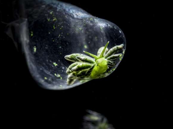 photographie sous-marine