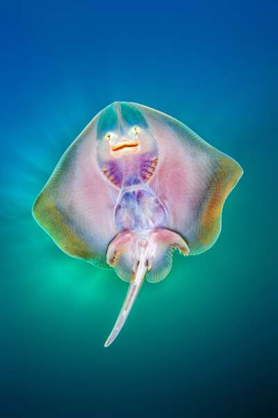 photographie sous-marine