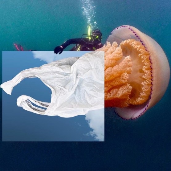 photographie sous-marine