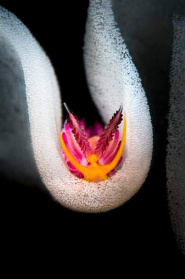 Rencontre avec un nudibranche © Flavio Vailati - UPY 2019