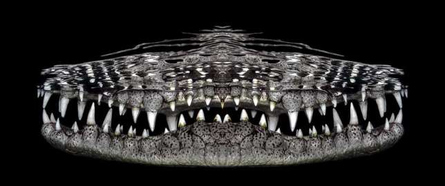 photographie sous-marine